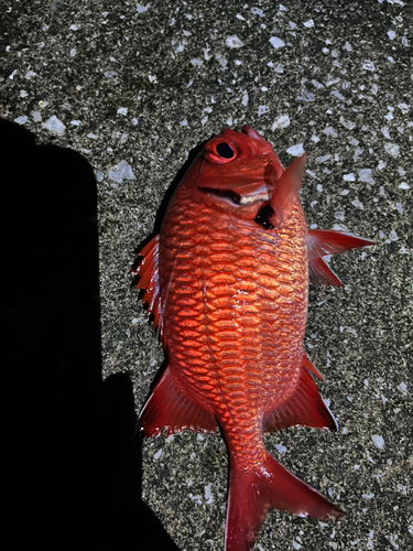 アカマツカサの釣果