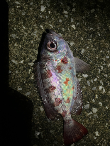 ゴマヒレキントキの釣果