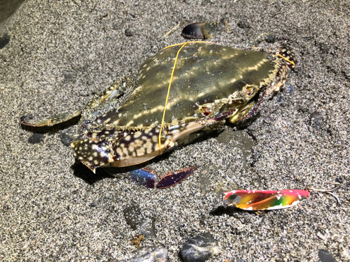 タイワンガザミの釣果