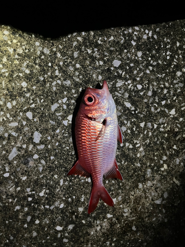 アカマツカサの釣果