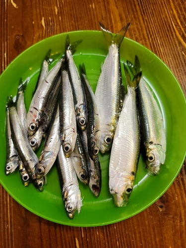 カタクチイワシの釣果