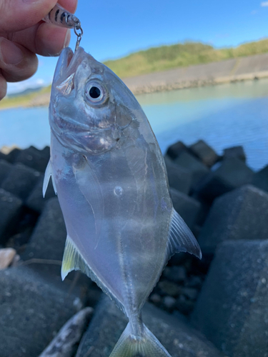 メッキの釣果