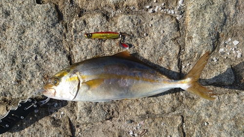 ショゴの釣果