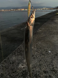 タチウオの釣果