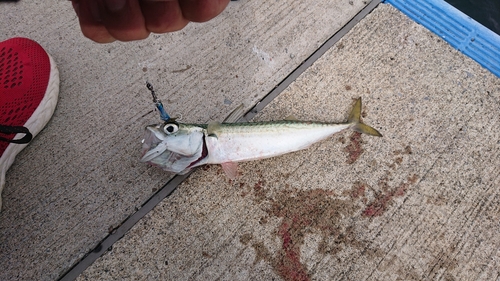 サバの釣果