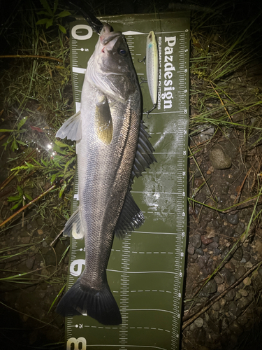 スズキの釣果