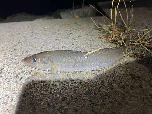 シロギスの釣果