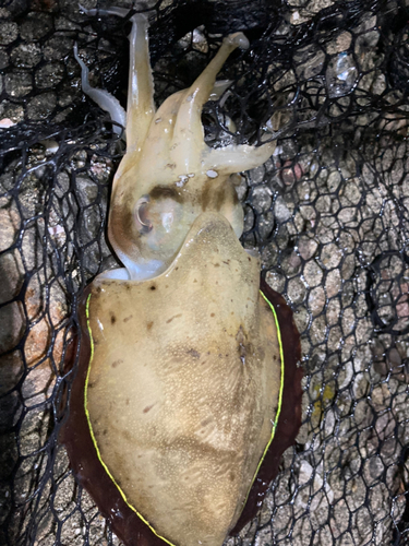 モンゴウイカの釣果