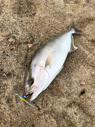 カンパチの釣果