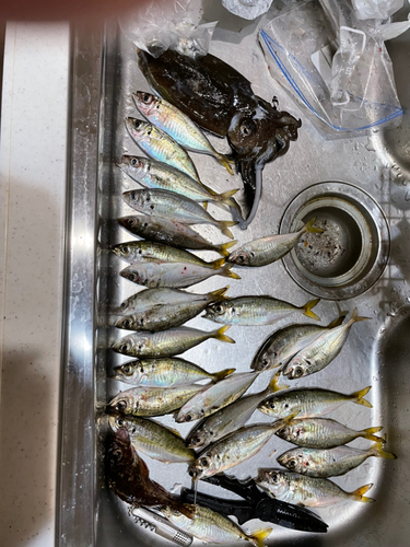 アジの釣果