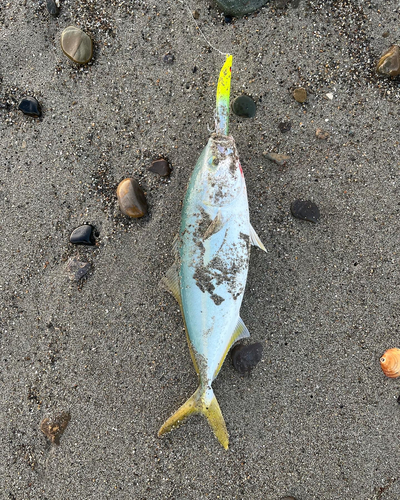 イナダの釣果