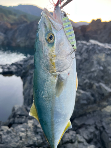 イナダの釣果