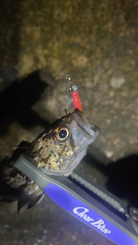 ムラソイの釣果