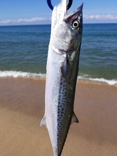 サゴシの釣果