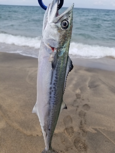 サゴシの釣果