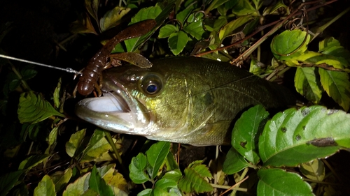 ブラックバスの釣果