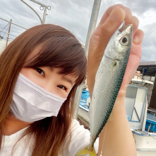 サバの釣果