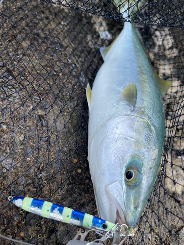 ヤズの釣果