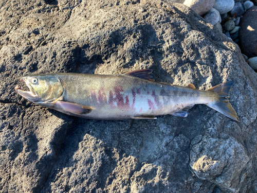 アキアジの釣果