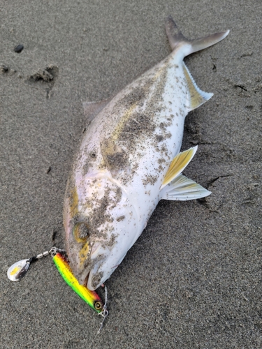 ショゴの釣果