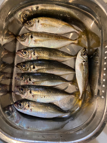 ウルメイワシの釣果