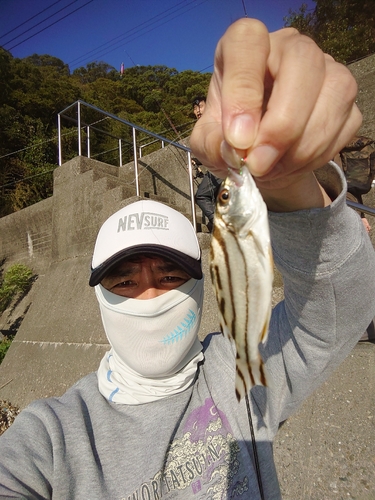 コトヒキの釣果