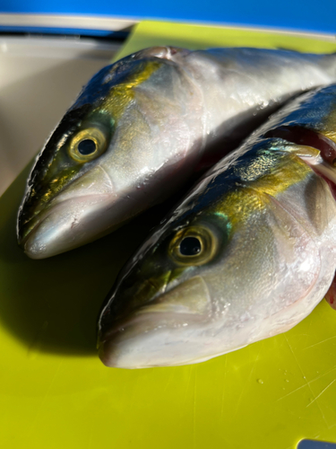 イナダの釣果