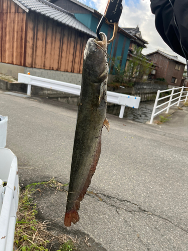 ナマズの釣果