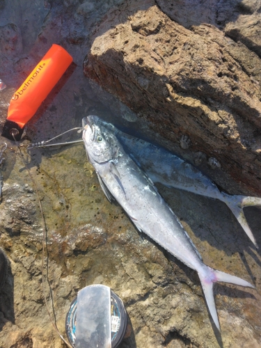 シイラの釣果