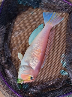 アマダイの釣果