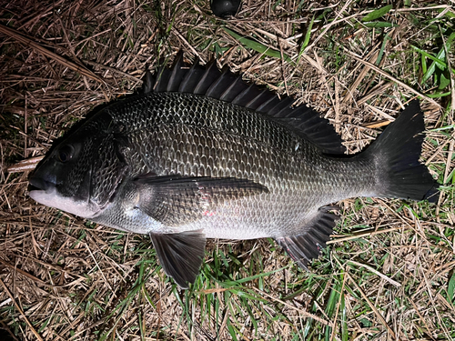 クロダイの釣果