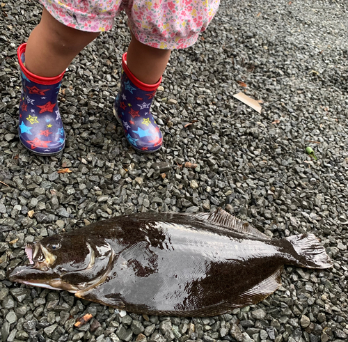 ヒラメの釣果