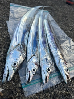 タチウオの釣果