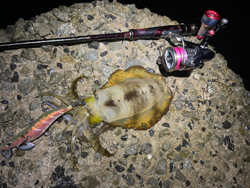 アオリイカの釣果