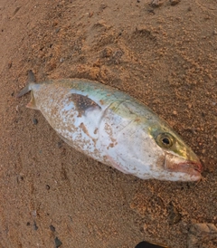 ハマチの釣果