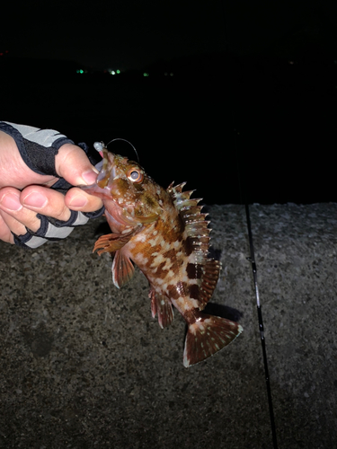 カサゴの釣果