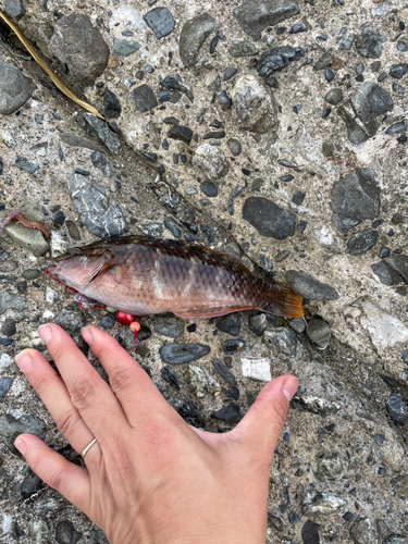 アカササノハベラの釣果