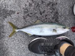 ハマチの釣果