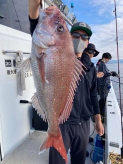 マダイの釣果