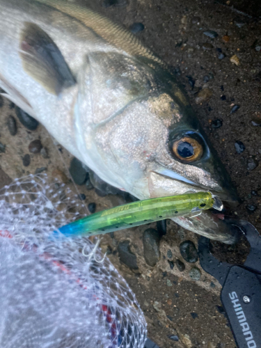 スズキの釣果