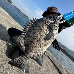 イシガキダイの釣果