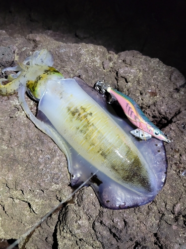 アオリイカの釣果