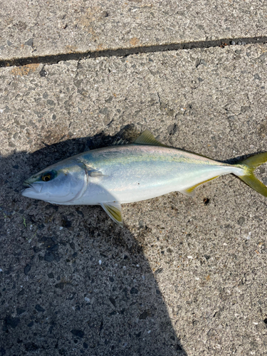 ハマチの釣果