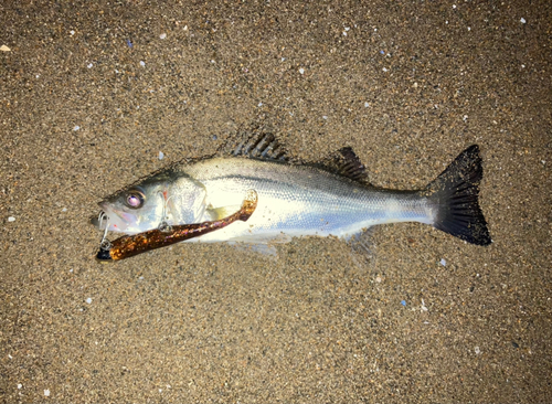 スズキの釣果