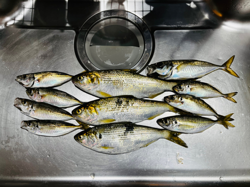 アジの釣果