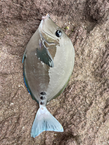 メジナの釣果