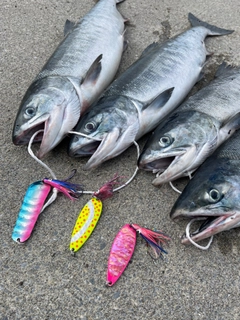 サケの釣果