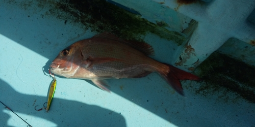 マダイの釣果