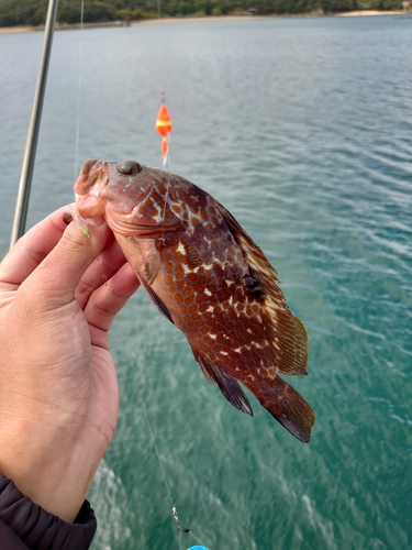 アコウの釣果