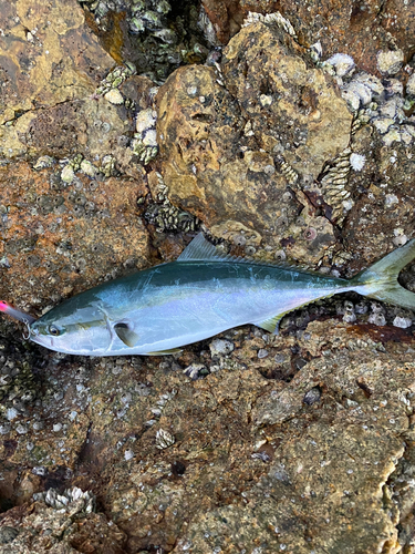 ワラサの釣果